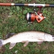 tika obecn uloven na tuto retro sestavu,prut Shakespeare Superflex a navijk MEPPS SUPER MECA a nstraha plandavka z 80 let minulho stolet.✌️🎣